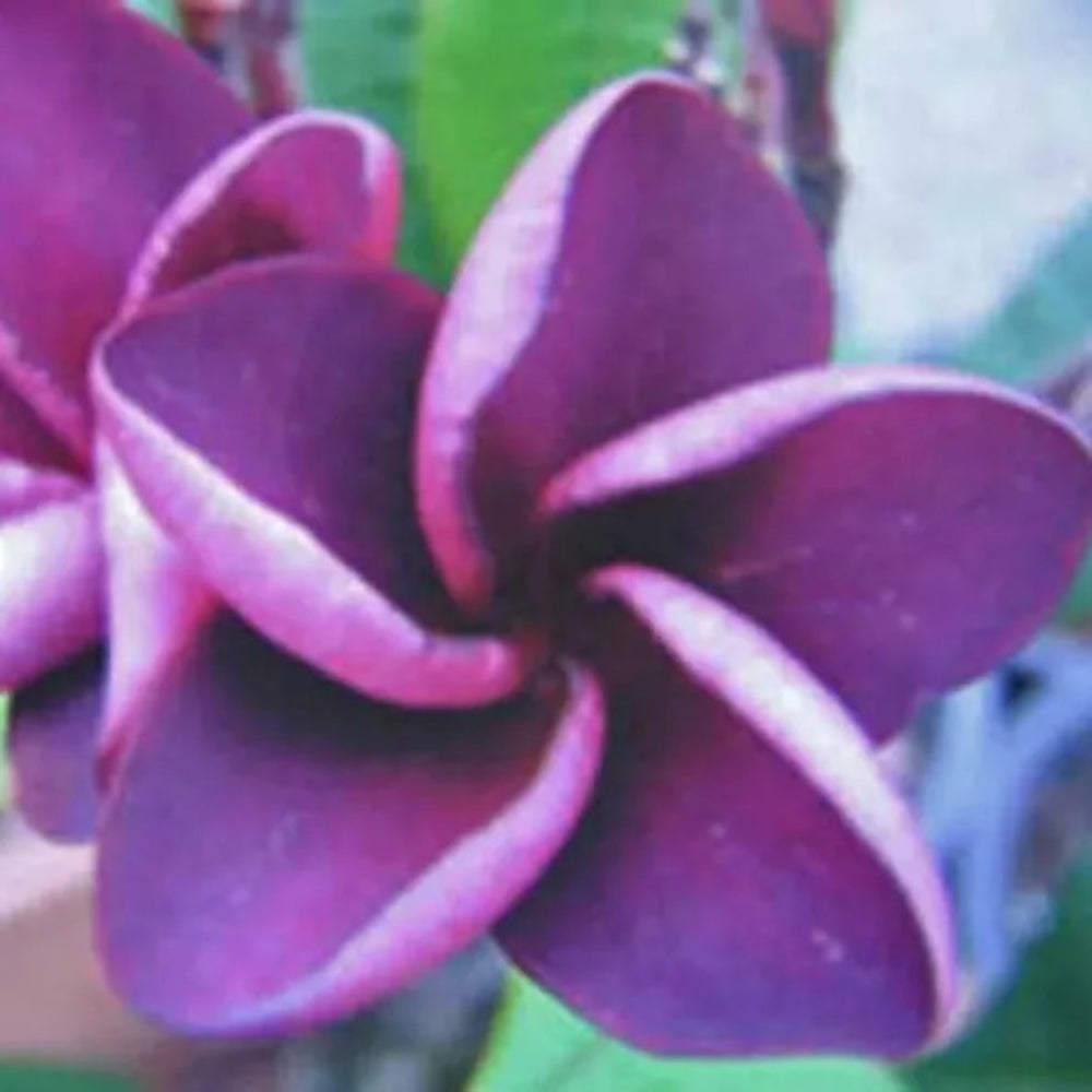 5 Purple Plumeria Plants Flower Flowers Perennial Seeds