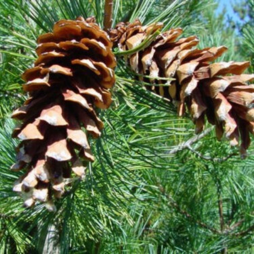 5 Pinus Monticola Western White Pine Tree Seeds For Planting | www.seedsplantworld.com