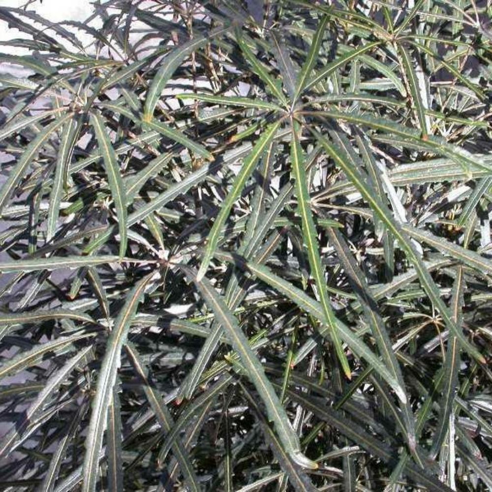 5 Schefflera (Dizygotheca) Elegantissima False Aralia Seeds For Planting | www.seedsplantworld.com