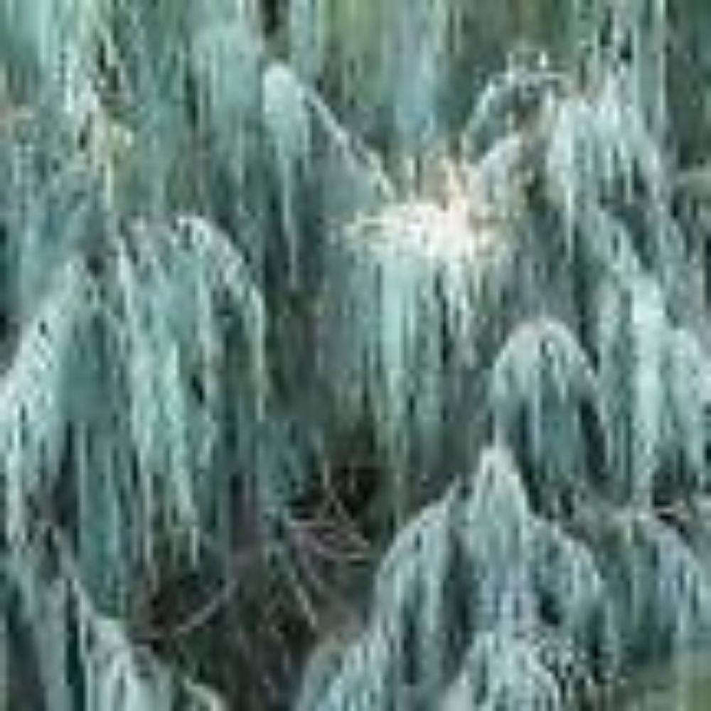 10 Cupressus Torulosa Cypress Tree Seeds For Planting | www.seedsplantworld.com