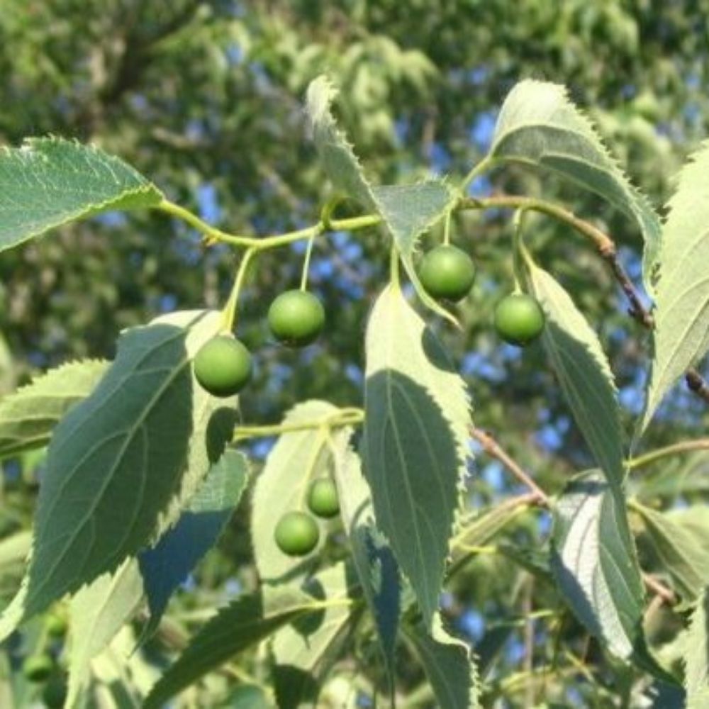 5 Celtis Australis Honeyberry Tree Seeds For Planting | www.seedsplantworld.com