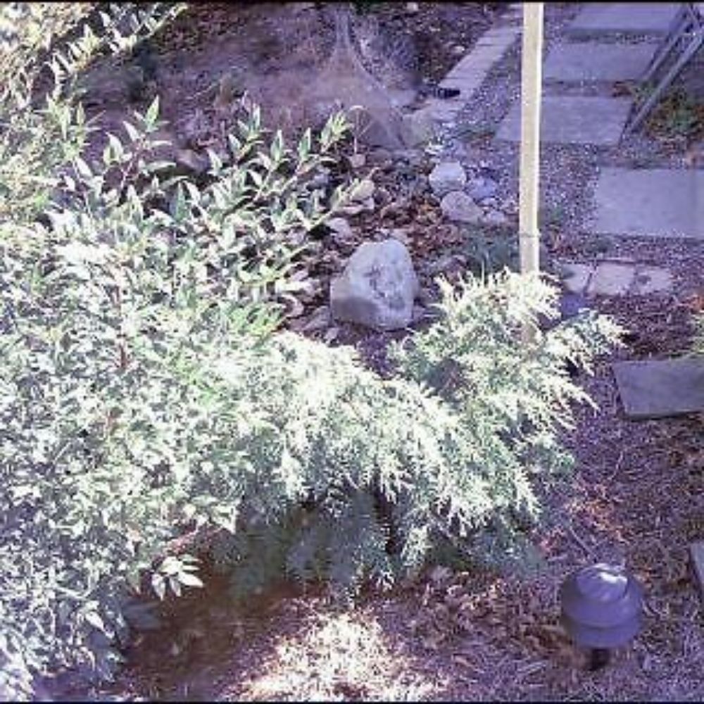 25 Chamaecyparis Obtusa Weeping Hinoki Cypress Seeds For Planting | www.seedsplantworld.com