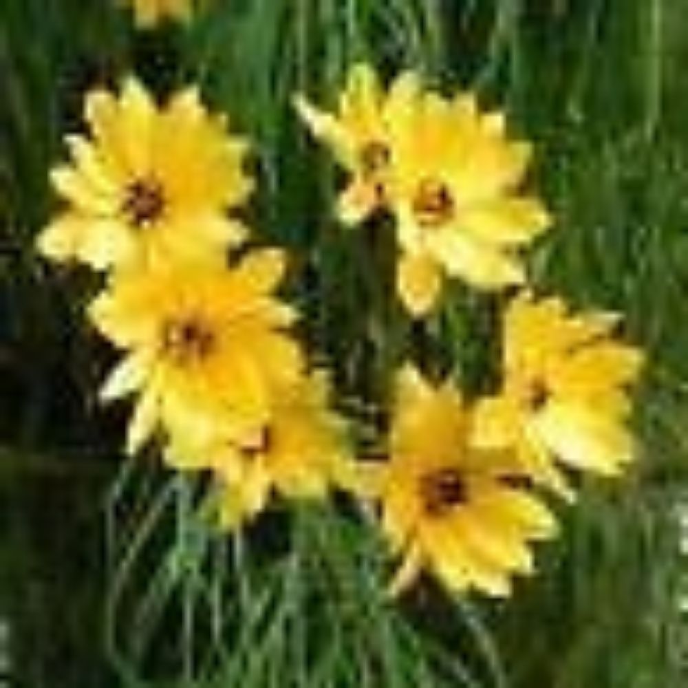5 Helianthus Maximiliani Perennial Sunflower Seeds For Planting | www.seedsplantworld.com