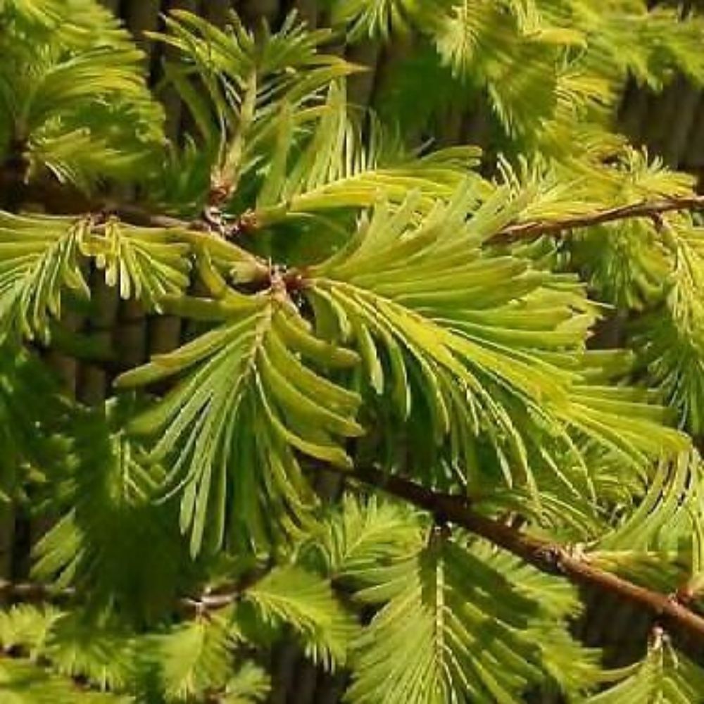 10 Metasequoia Gold Rush Golden Dawn Redwood Seeds For Planting | www.seedsplantworld.com