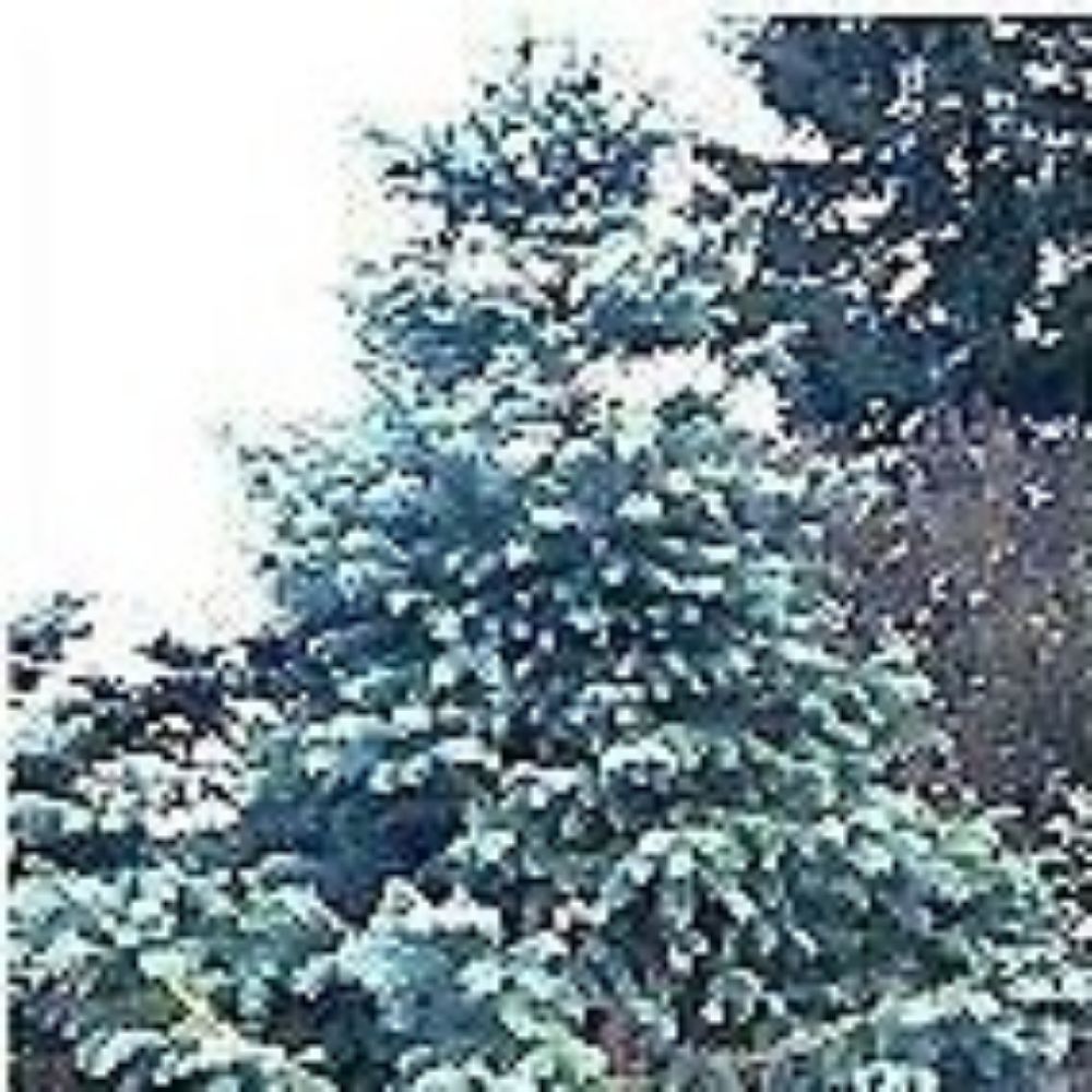 10 Cunninghamia Lanceolata Glauca Blue China Seeds For Planting | www.seedsplantworld.com