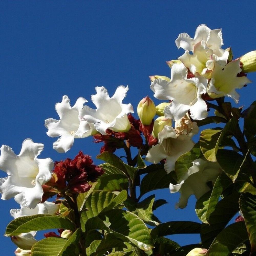5 Beaumontia Grandiflora White Easter Lily Vine Seeds For Planting | www.seedsplantworld.com