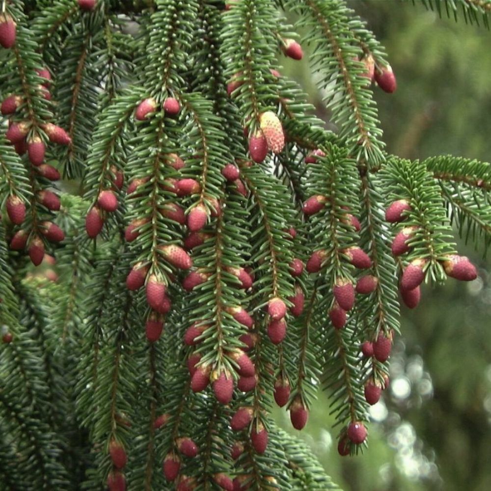 5 Picea Orientalis Oriental Spruce Seeds For Planting | www.seedsplantworld.com