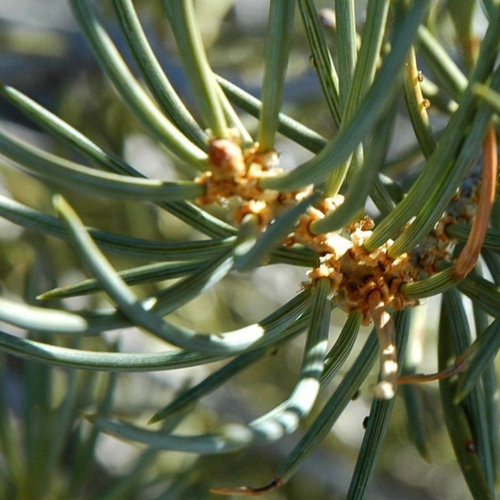 5 Pinus Cembroides Monophylla Single Leaf Pine Tree Seeds For Planting | www.seedsplantworld.com