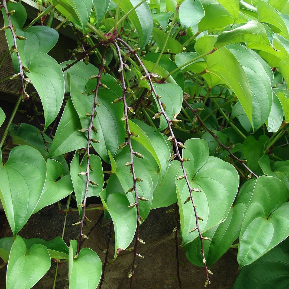 5 Dioscorea Alata Purple Yam Seeds For Planting | www.seedsplantworld.com