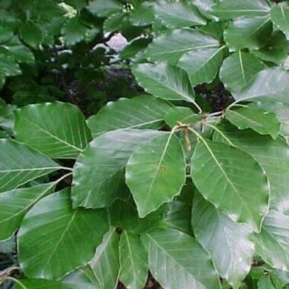 5 Fagus sylvatica EUROPEAN BEECH TREE | www.seedsplantworld.com