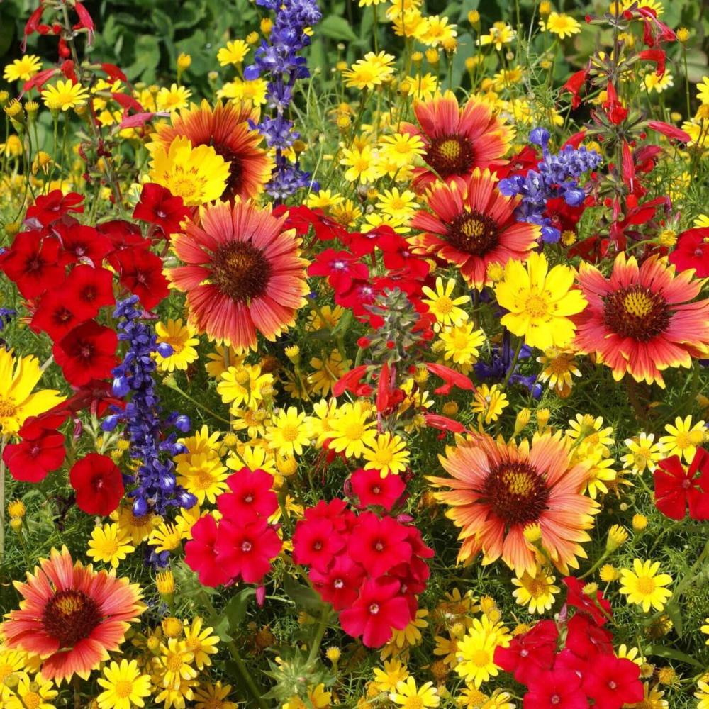 oklahoma native flower seeds 300 Texas Oklahoma Wildflower Mix, 14 Species of Stunning Native Flower Seeds