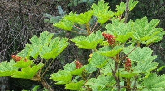 5 Oplopanax Horridus Devils Club Seeds For Planting