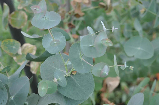 Grow Stunning Eucalyptus Perriniana (Spinning Gum) Trees: A Unique Addition to Your Garden