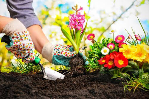 Essential Gardening Tips for Beginners: Start Your Green Thumb Journey Today!