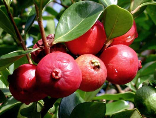 The Ultimate Guide to Growing Strawberry Guava Tropical Fruit Tree: Care, Benefits, and Tips for Success