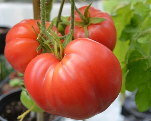 Oxheart Tomato: Grow Giant, Delicious, Non-GMO Tomatoes with Oxheart Tomato Seeds