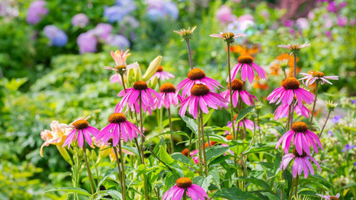 Which Perennial Flower Seeds Are Best For Your Garden? A blog about the best perennial flower seeds for your garden.