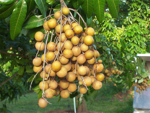 The Complete Guide to Growing Longan Fruit Tree (Kohala): Care, Benefits, and Growing Tips