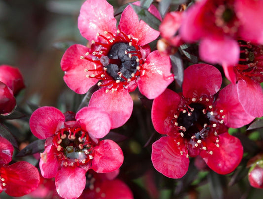 Unlock the Benefits of Leptospermum Scoparium (New Zealand Tea Tree) Seeds: Grow a Garden Full of Natural Healing Power