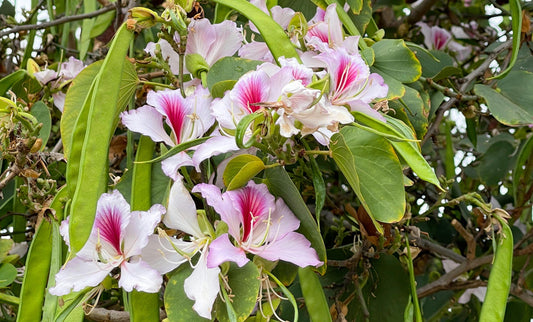 Grow Stunning Bauhinia Yunnanensis Hardy Orchids: The Perfect Addition to Your Garden