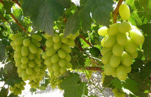 thumbnail image 2 of Thompson Seedless Grape Vine Cutting - Fast Growing Fruit Tree, Green, Child Safe 2 of 11