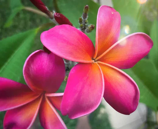 Pink Rooted Plumeria (Kaneohe Sunset): A Tropical Beauty for Your Garden