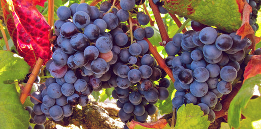 Growing Vitis Vinifera Cabernet Sauvignon Wine Grape Fruit Seeds: A Complete Guide to Success