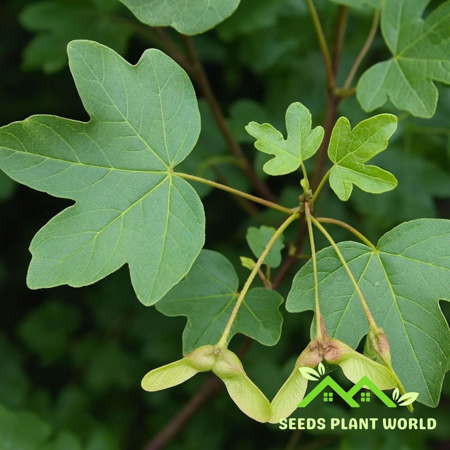 10 Acer Campestre Seeds – Hardy Hedge Maple Tree for Urban Gardens