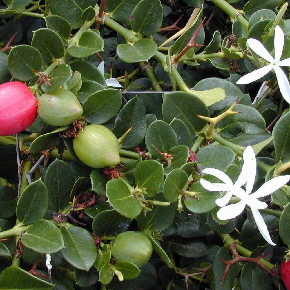 5 Carissa Grandiflora Natal Plum Seeds For Planting | www.seedsplantworld.com