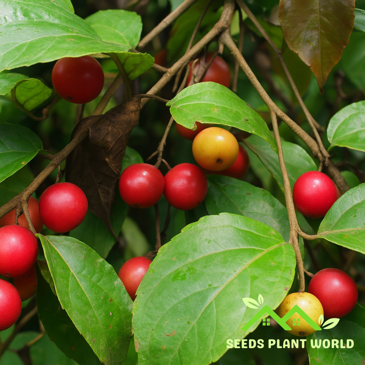 Seriales Tree 5 Indian Coffee Plum Seeds – Flacourtia Jangomas Fruit Tree – Seeds ...
