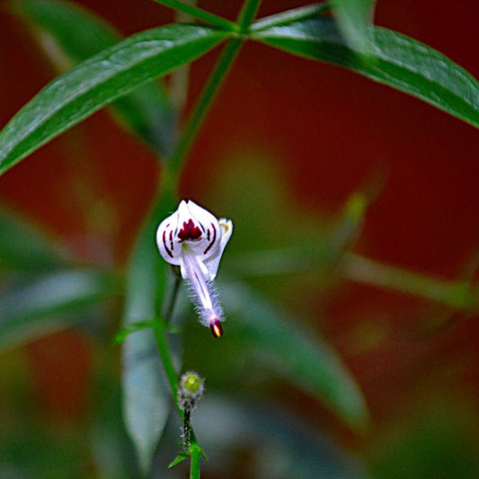 10 Andrographis Paniculata Green Chiretta Seeds For Planting | www.seedsplantworld.com