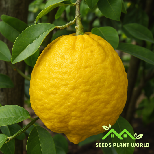 5 Citrus Limon Ponderosa Lemon Seeds – Grow Giant Lemon Fruit Trees