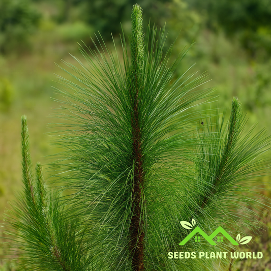 5 Longleaf Pine Tree Seeds – Pinus Palustris for Reforestation & Landscaping