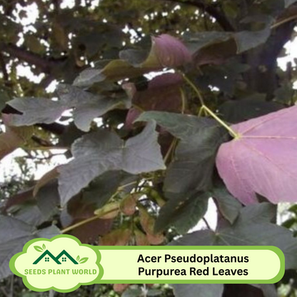 10 Acer Pseudoplatanus Purpurea Seeds – Red Leaf Sycamore Maple Tree