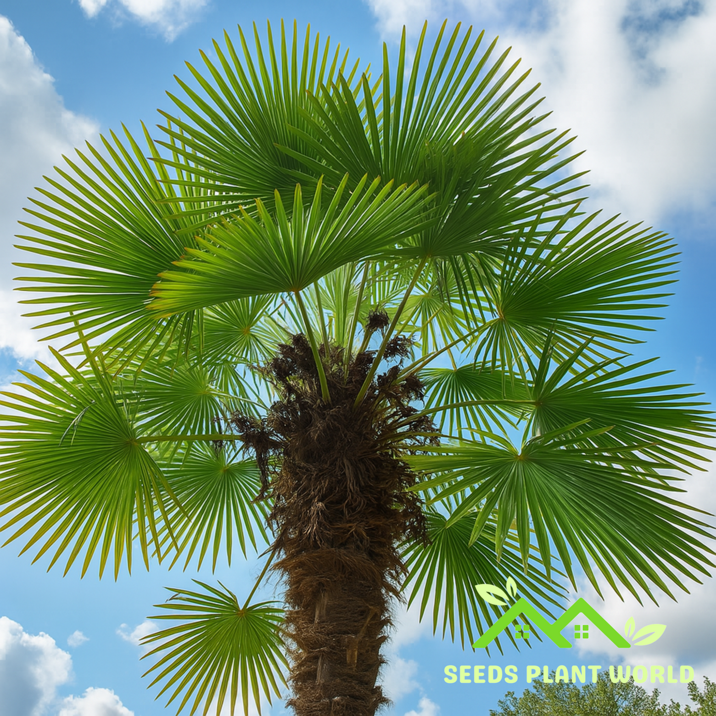 5 Trachycarpus Fortunei Bulgaria Windmill Palm Seeds For Planting