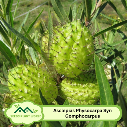5 Asclepias Physocarpa Seeds – Balloon Plant | Family Jewels Milkweed
