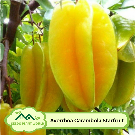 5 Averrhoa Carambola Star Fruit Seeds – Exotic Tropical Fruit