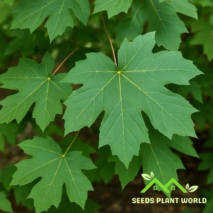 10 Acer Macrophyllum Seeds – Bigleaf Maple Tree for Shade & Fall Color