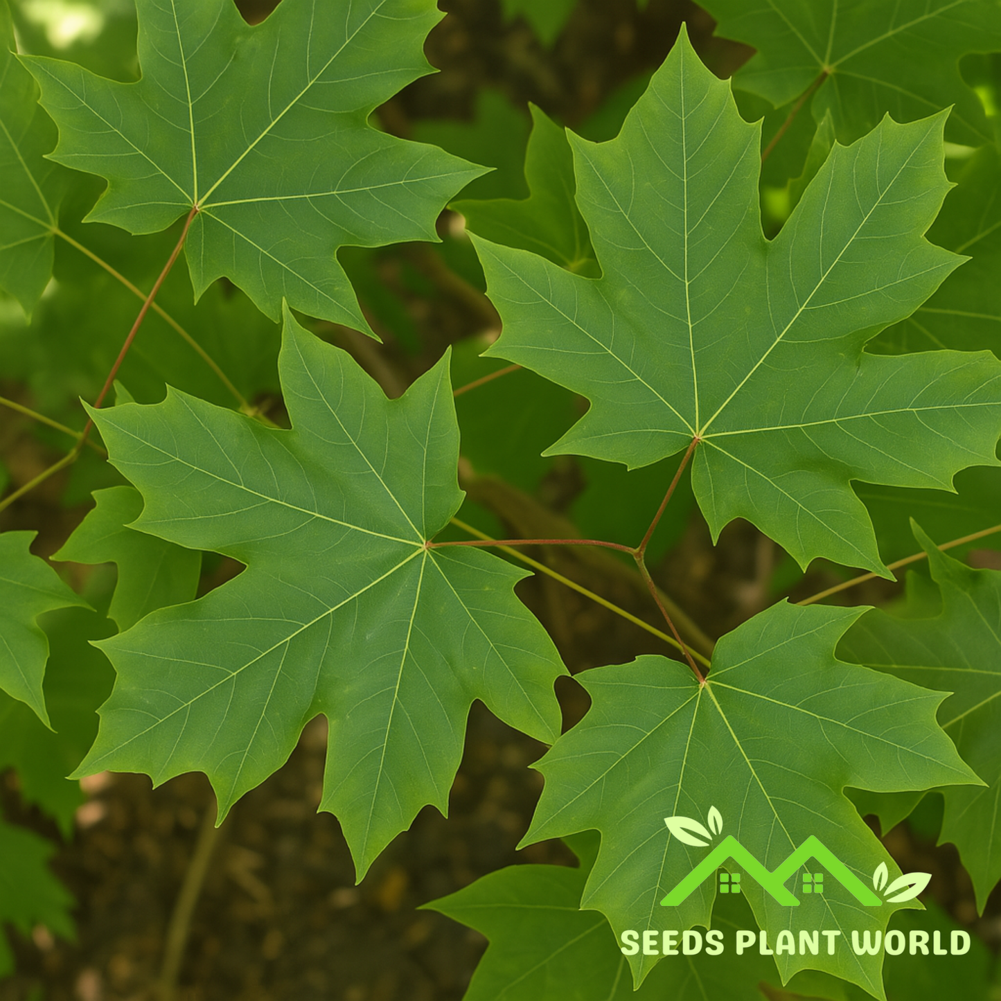 10 Acer Macrophyllum Seeds – Bigleaf Maple Tree for Shade & Fall Color