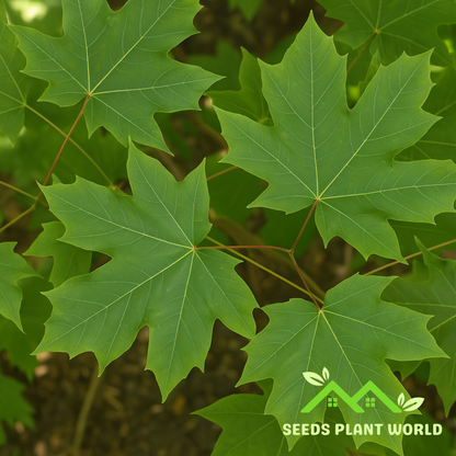 10 Acer Macrophyllum Seeds – Bigleaf Maple Tree for Shade & Fall Color