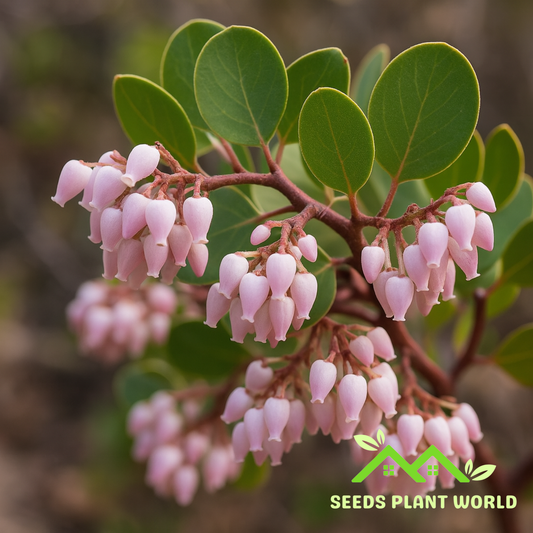 5 Arctostaphylos Patula Seeds – Greenleaf Manzanita Drought-Tolerant Shrub