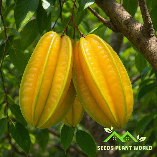 5 Averrhoa Carambola Star Fruit Seeds – Exotic Tropical Fruit
