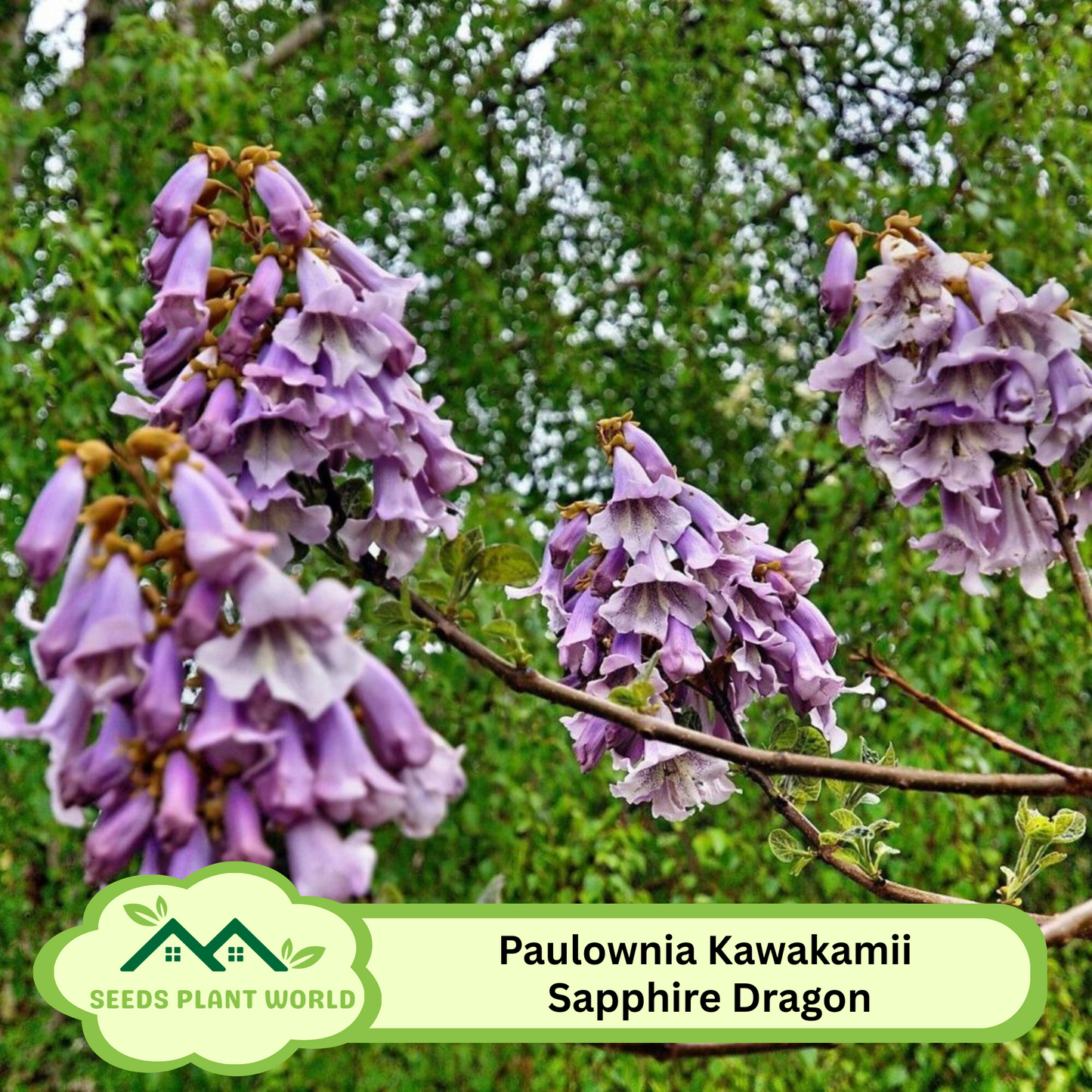 10 Paulownia Kawakamii Seeds – Sapphire Dragon Tree Fast Growing Shade