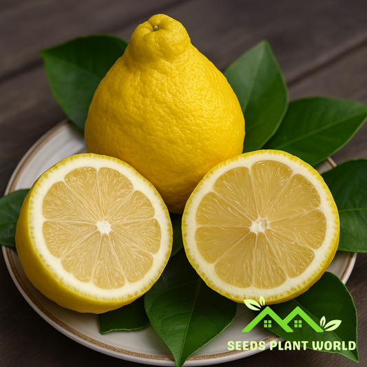 5 Citrus Sulcata Sambokan Lemon Seeds – Sweetest Rare Lemon Fruit