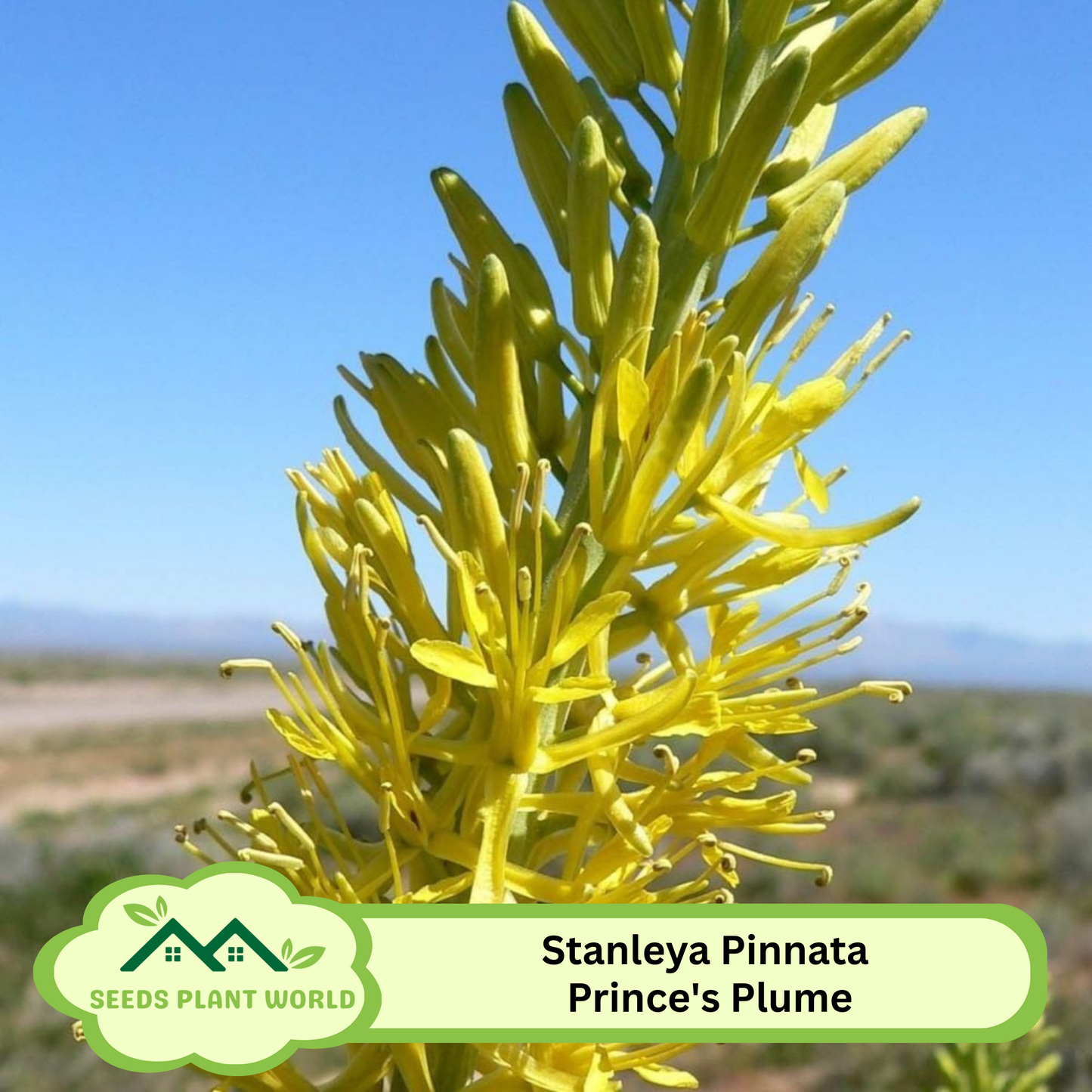 5 Stanleya Pinnata Seeds – Drought-Tolerant Prince’s Plume Perennials