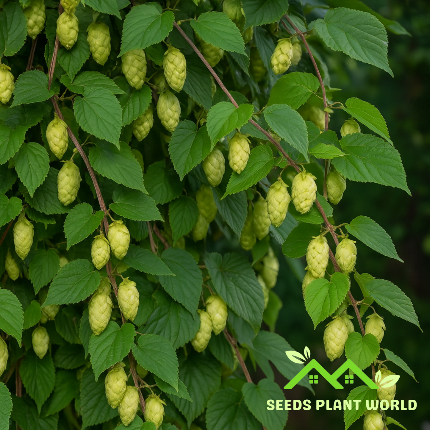 5 Humulus Lupulus Hallertau Hops Vine Seeds For Planting