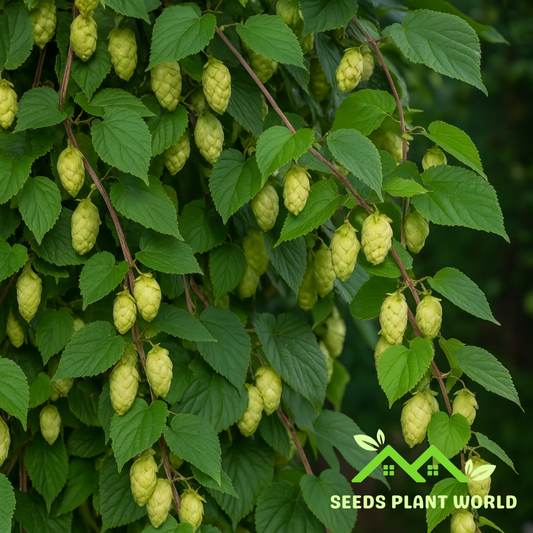 5 Humulus Lupulus Hallertau Hops Vine Seeds For Planting