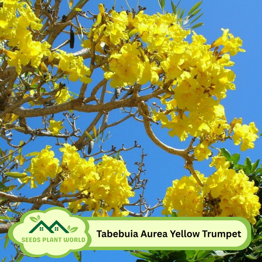 5 Tabebuia Aurea Yellow Trumpet Tree Seeds For Planting