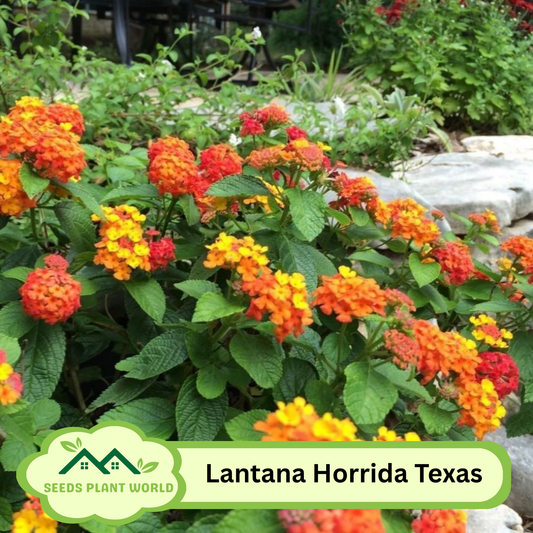 5 Lantana Horrida Texas Lantana Seeds For Planting