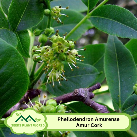 5 Phellodendron Amurense Amur Cork Tree Seeds For Planting